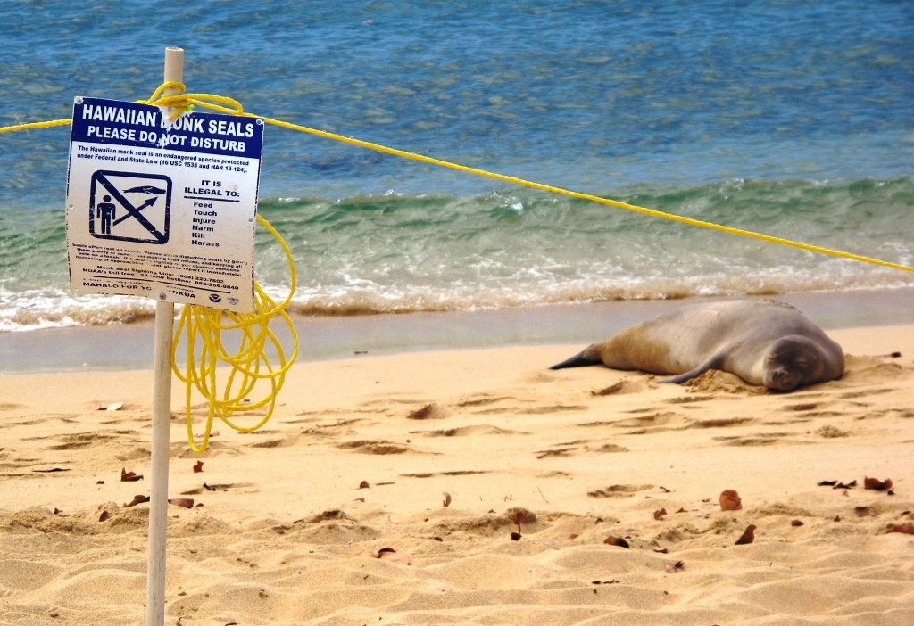 A seal sleeps in secure solitude near the sea.
