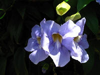 A light blue flower.