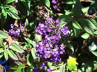 Purple flowers.
