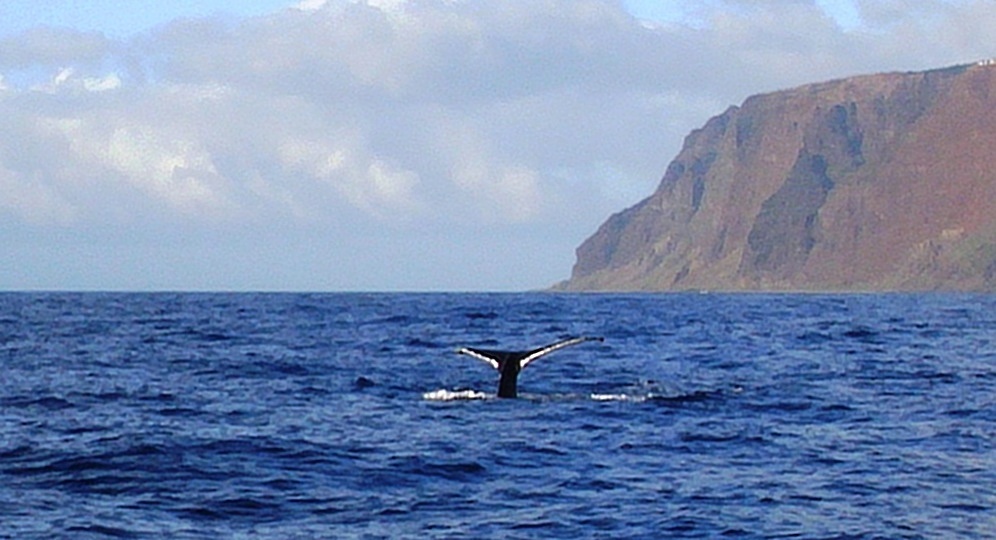A mother whale's flukes show as she dives.