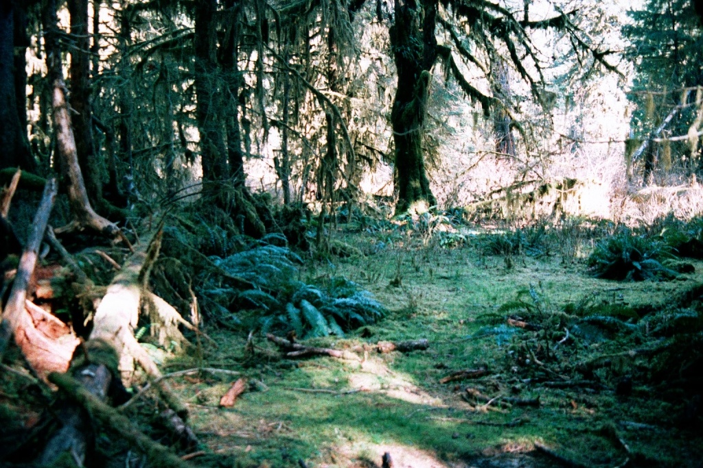 Mossy clearing catches a bit of sun