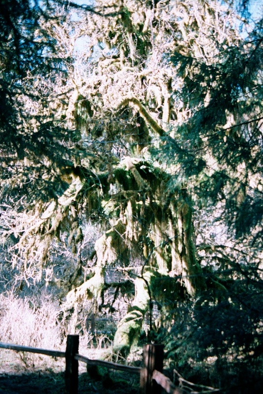 Moss grows so thickly in some places that it seems like carpets have been hung out to dry