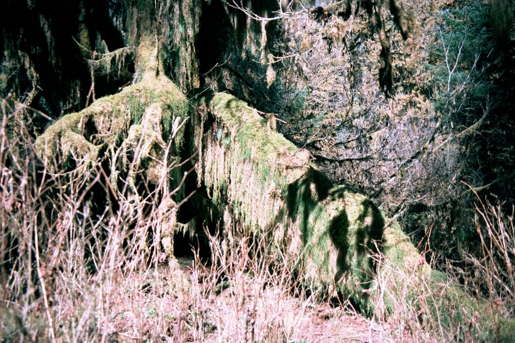 Even tree roots are not immune to the green covering