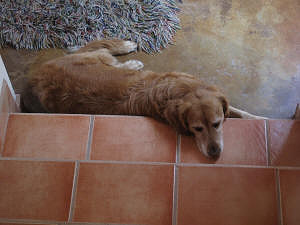 Tulo the dog waits.