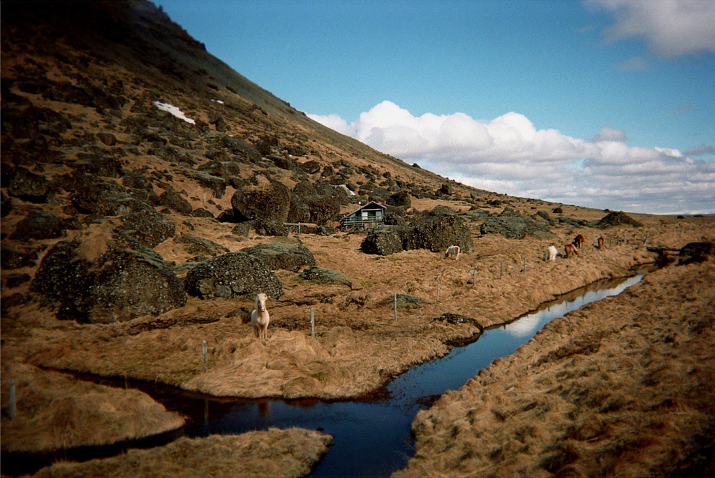 Icelandic horses.